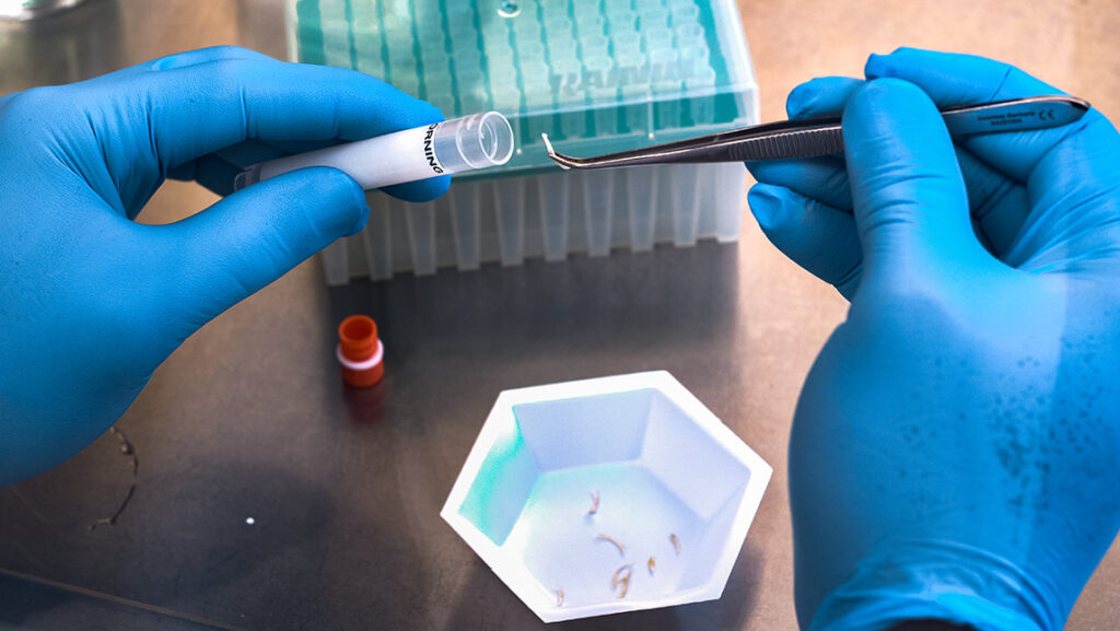 Lab sample of nail being taken by a scientist.